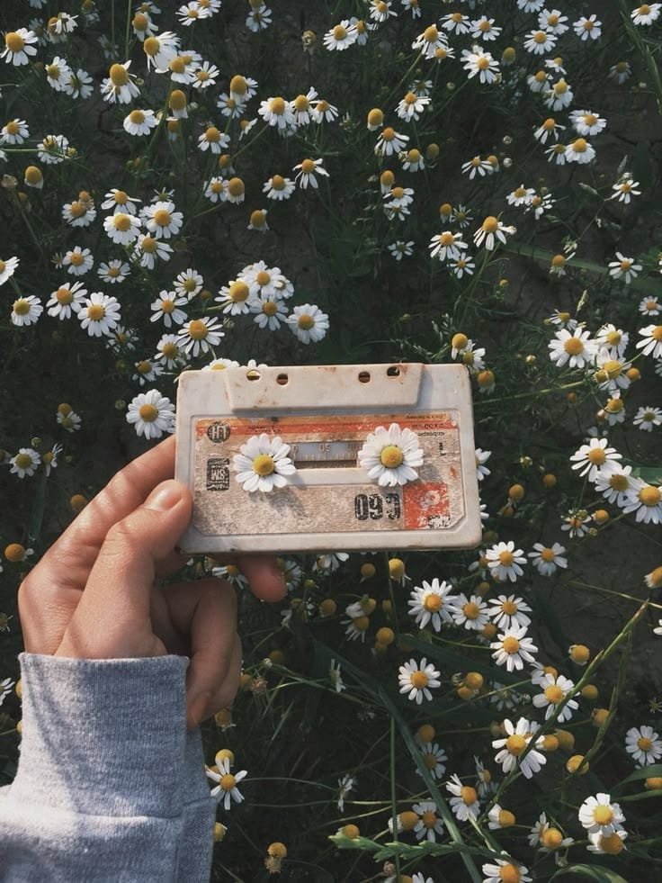 Cassette entre flores de manzanilla